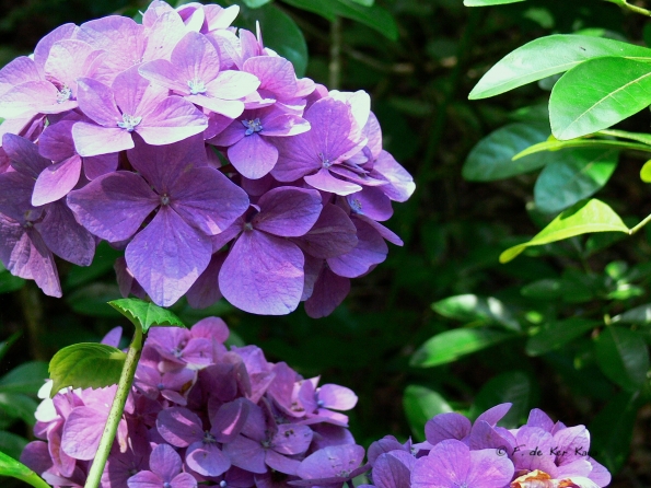 Bois des Moutiers  (89) Summer 2012